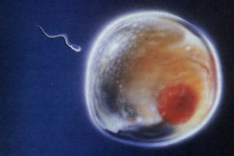 Ученые создали сперматозоиды и яйцеклетки из стволовых клеток