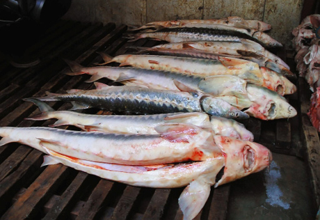 В Актау рыбного инспектора осудили за незаконный вылов осетровых