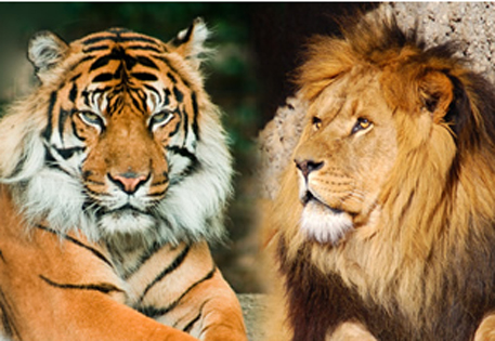 Бенгальский тигр убил льва в зоопарке Анкары