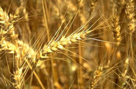 В России засуха погубила миллионы гектаров зерновых полей