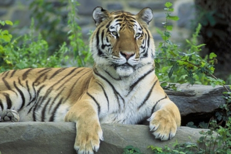 Тигр загрыз сотрудника заповедника в Новой Зеландии