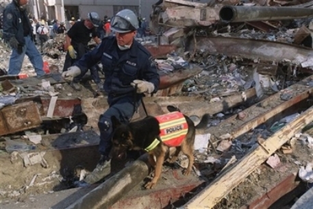 Спасшую людей в теракте 11 сентября собаку клонировали