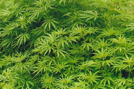 Полиция Нью-Джерси изъяла рекордную партию марихуаны