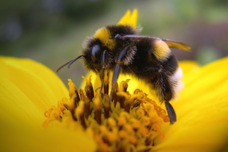 Пчелиный яд оказался эффективным против раковых клеток