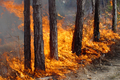 Лесной пожар в Павлодарской области перекинулся на Россию