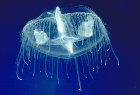 В водохранилище под Шымкентом обнаружили тропических медуз