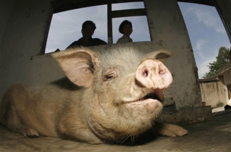 В Китае свиньи получили "электронные паспорта"