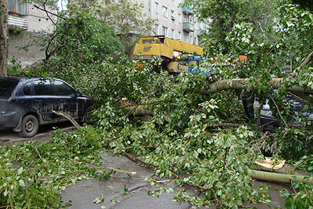 В центре Москвы на иномарку упал многолетний тополь