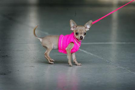 Чихуахуа признали "самой уродливой собакой" в мире