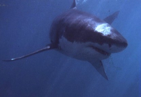 В Приморье прогнали акулу-людоеда от побережья