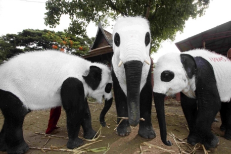 В зоопарке Таиланда слонов раскрасили под панд
