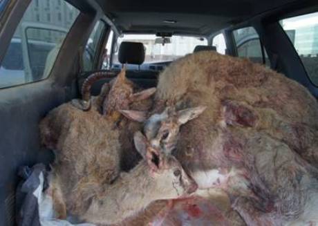 В Мангистауской области браконьеры убили 11 джейранов