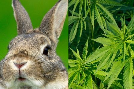 Немка разводила кроликов на легких наркотиках