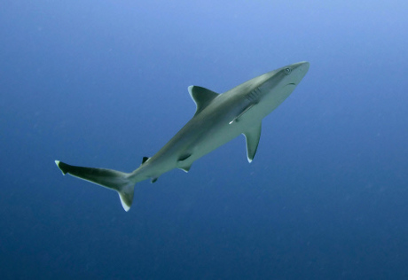 В акватории Находки объявилась еще одна акула 