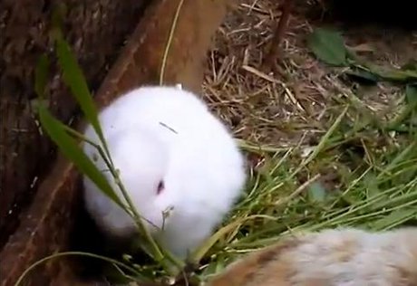 В Японии родился безухий кролик