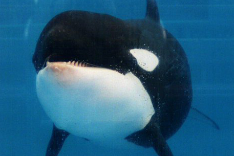 В США океанариум SeaWorld оштрафовали за косатку-убийцу