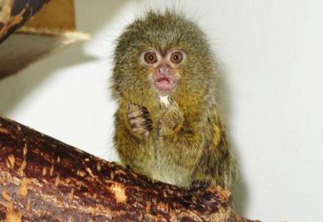 Из зоопарка в Хакасии украли редкую обезьянку