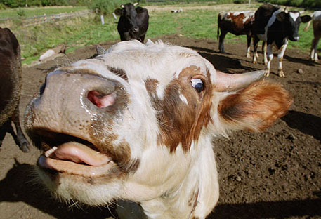 Казахстан решил купить 50 тысяч племенных коров за пять лет