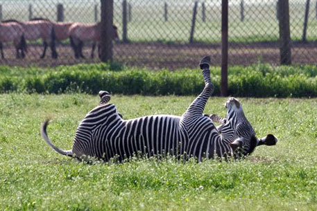 В Киевском зоопарке зебра сломала шею о забор
