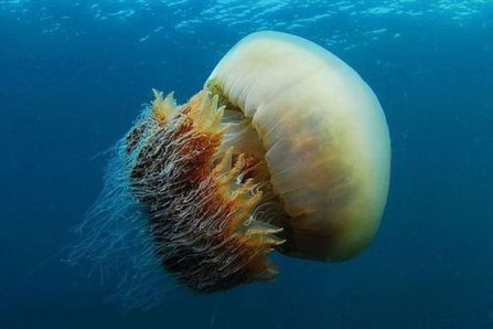Шотландская АЭС прекратила работу из-за медуз
