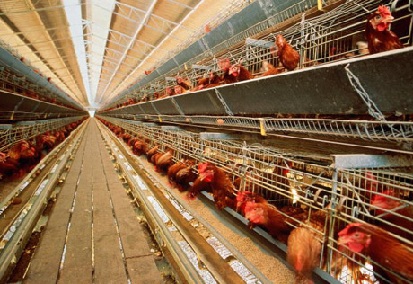 Минсельхоз РК просит вдвое увеличить субсидии птицеводства