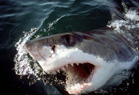 Немка стала очередной жертвой акулы-людоеда в Египте