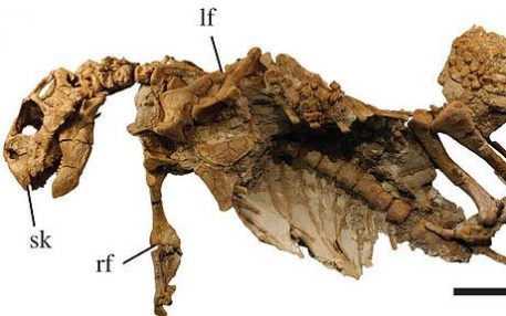 В Монголии нашли скелет доисторического попугая 