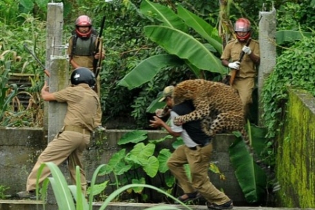 Процесс ловли разъяренного леопарда. Фото ©AFP