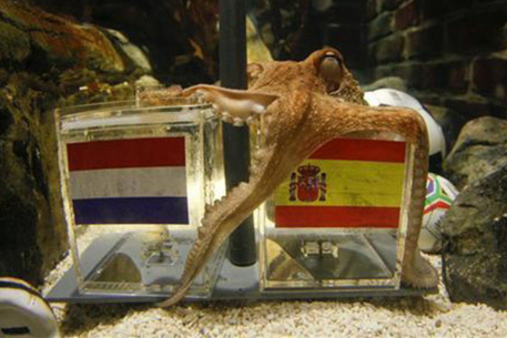 Немецкий океанариум отказался продать осьминога Пауля испанцам
