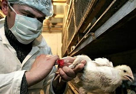 Казахстану не грозит птичий грипп