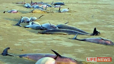 Браконьеры убили 30 дельфинов под Анапой