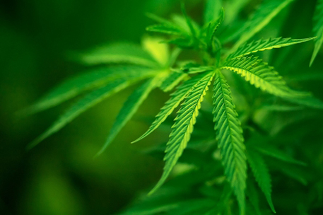 Штат Мэн легализовал использование марихуаны в медицинских целях