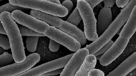 В Европе завершилась кишечная эпидемия E.coli