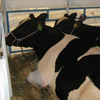    dairynews.ru