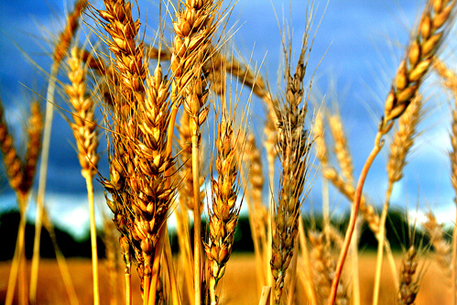 Власти Египта арестовали крупную партию пшеницы из России
