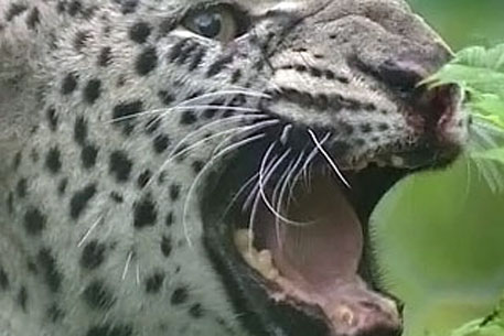 Дрессировщику дали условный срок за нападение леопарда на девочку