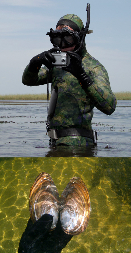 Первый снимок: 16 августа, президент России Дмитрий Медведев в гидрокостюме после подводной фотосъемки на Волге. Второй снимок: сделанная Медведевым фотография ракушки. Фото РИА Новости