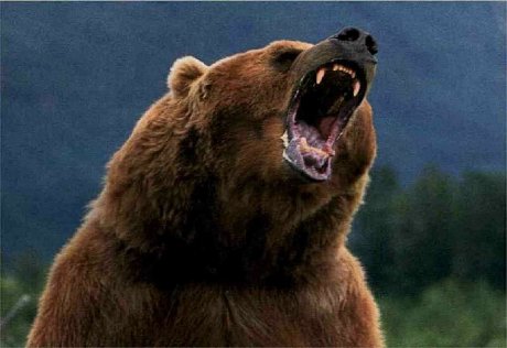 Житель курильского острова Кунашир подрался с медведицей