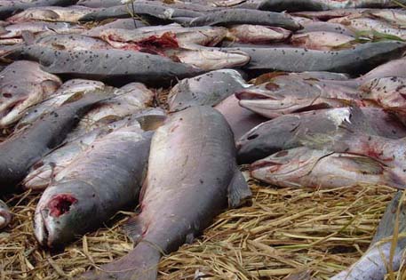 Браконьеров в Атырауской области поймали с полтонной рыбы