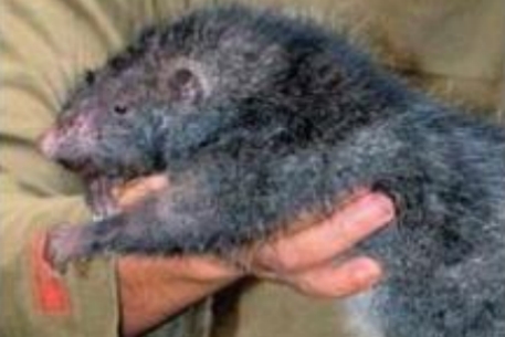 В Папуа-Новой Гвинее нашли крысу длиной 82 сантиметра
