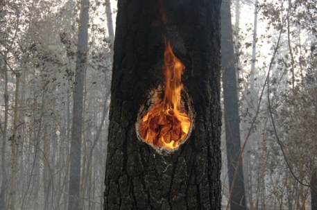 Глава Мослесхоза ушел в отпуск в разгар лесных пожаров