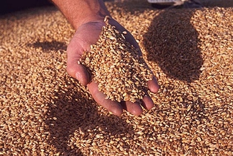 Россия отказалась покупать казахстанское зерно