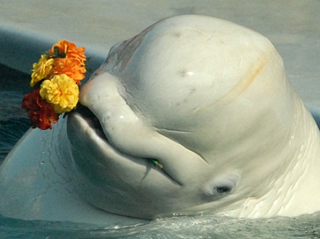 В Казахстане умер дельфин из Москвы