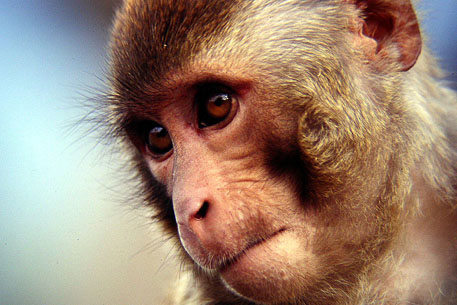 В Японии обезьяна покусала 23 человек