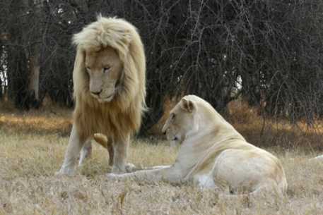 Жительница ЮАР проведет две недели в компании белых львов