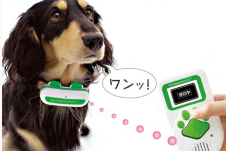 Японских собак научили рассказывать о своих эмоциях