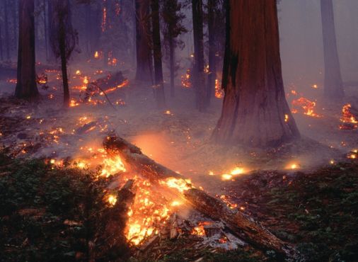 Площадь лесных пожаров в Сибири увеличилась до 37,5 тысячи гектаров