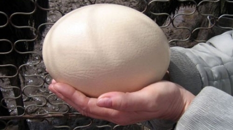 На ферме в Казахстане из страусиного яйца готовят омлет на 13 человек