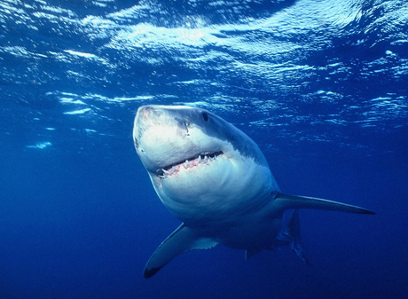 Египет создаст международную группу по борьбе с акулами-людоедами