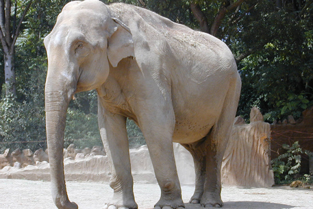 Индийский слон. Фото с сайта academic.ru